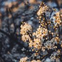 White Flower Forest  screen for extension Chrome web store in OffiDocs Chromium
