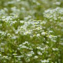 white flower garden  screen for extension Chrome web store in OffiDocs Chromium