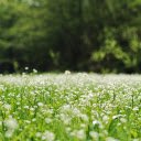 Free download White Flower Garden -  free photo or picture to be edited with GIMP online image editor