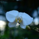 White flowers  screen for extension Chrome web store in OffiDocs Chromium