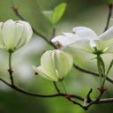 White flowers bloom  screen for extension Chrome web store in OffiDocs Chromium