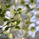 White Flowers in the Sun  screen for extension Chrome web store in OffiDocs Chromium