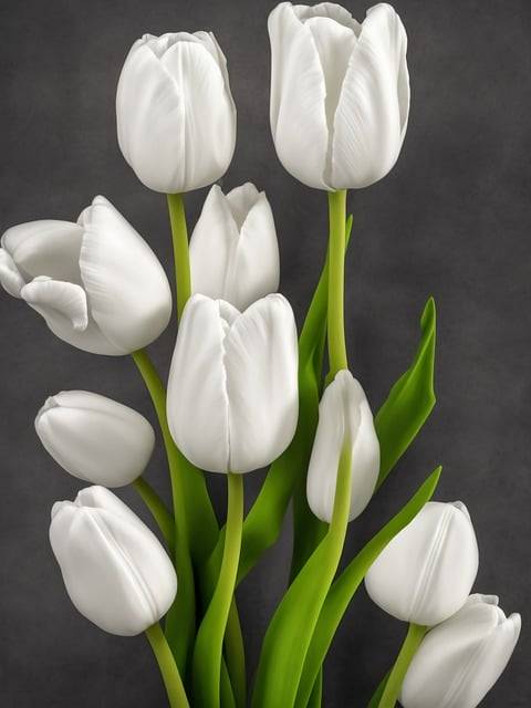 ດາວໂຫຼດຮູບດອກກຸຫຼາບສີຂາວ tulips ຟຣີເພື່ອແກ້ໄຂດ້ວຍ GIMP ບັນນາທິການຮູບພາບອອນໄລນ໌ຟຣີ