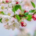 White flowers with pink buds  screen for extension Chrome web store in OffiDocs Chromium