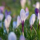 White Flowers with Purple Stems  screen for extension Chrome web store in OffiDocs Chromium