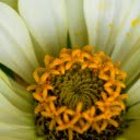 White flowers with yellow pistils  screen for extension Chrome web store in OffiDocs Chromium