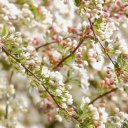 WHITE FLOWER Theme  screen for extension Chrome web store in OffiDocs Chromium