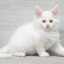 White fluffy cat  screen for extension Chrome web store in OffiDocs Chromium