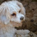 White Fluffy Dog  screen for extension Chrome web store in OffiDocs Chromium