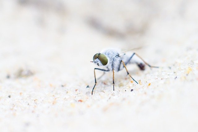 Bezpłatne pobieranie białej muchy portret owada makro darmowe zdjęcie do edycji za pomocą bezpłatnego internetowego edytora obrazów GIMP