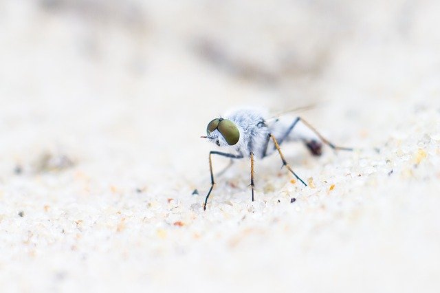 Téléchargement gratuit d'une photo gratuite de macro de portrait d'insecte de mouche blanche à modifier avec l'éditeur d'images en ligne gratuit GIMP