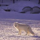 White fox  screen for extension Chrome web store in OffiDocs Chromium