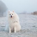 White fur dog  screen for extension Chrome web store in OffiDocs Chromium