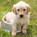 White fur puppy  screen for extension Chrome web store in OffiDocs Chromium