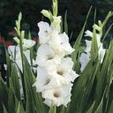 White gladiolus flowers exude a pure, elegant and graceful beauty.  screen for extension Chrome web store in OffiDocs Chromium