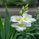 White gladiolus wallpaper  screen for extension Chrome web store in OffiDocs Chromium