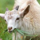 White goat eating grass  screen for extension Chrome web store in OffiDocs Chromium