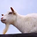 White Goat with Long Beard  screen for extension Chrome web store in OffiDocs Chromium