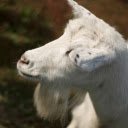 White goat with long beard  screen for extension Chrome web store in OffiDocs Chromium