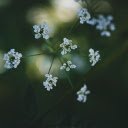 White grass flower branch  screen for extension Chrome web store in OffiDocs Chromium