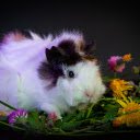 white hamster with brown spots  screen for extension Chrome web store in OffiDocs Chromium