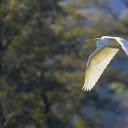White heron flying over the field  screen for extension Chrome web store in OffiDocs Chromium