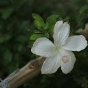 White Hibiscus  screen for extension Chrome web store in OffiDocs Chromium