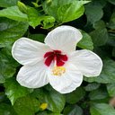 White Hibiscus Wallpaper  screen for extension Chrome web store in OffiDocs Chromium
