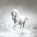 White Horse By RB Themes 1920X1080  screen for extension Chrome web store in OffiDocs Chromium