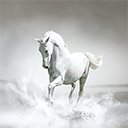 شاشة White Horse By RB Themes 1920X1080 لتمديد متجر ويب Chrome في OffiDocs Chromium
