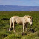 White horse on the grass field  screen for extension Chrome web store in OffiDocs Chromium