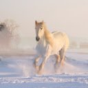 White Horse Snow  screen for extension Chrome web store in OffiDocs Chromium