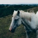 White Horse Standing on the Grass  screen for extension Chrome web store in OffiDocs Chromium