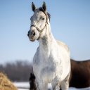 WHITE HORSE Theme  screen for extension Chrome web store in OffiDocs Chromium