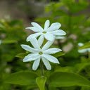 White Jasmine Wallpaper  screen for extension Chrome web store in OffiDocs Chromium