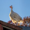 White Junglefowl  screen for extension Chrome web store in OffiDocs Chromium