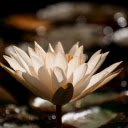 Free download White Lotus free photo template to be edited with GIMP online image editor