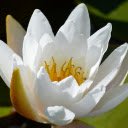 White Lotus  screen for extension Chrome web store in OffiDocs Chromium