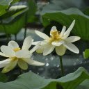 White lotus radiates fragrance  screen for extension Chrome web store in OffiDocs Chromium