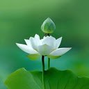 White lotus wallpaper  screen for extension Chrome web store in OffiDocs Chromium