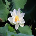White lotus wallpaper  screen for extension Chrome web store in OffiDocs Chromium