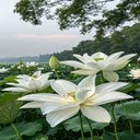 White lotus wallpaper  screen for extension Chrome web store in OffiDocs Chromium