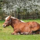 White Mane Horse  screen for extension Chrome web store in OffiDocs Chromium