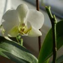 White orchid flower  screen for extension Chrome web store in OffiDocs Chromium
