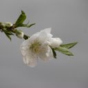 White Peach  screen for extension Chrome web store in OffiDocs Chromium