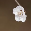 White peach blossoms  screen for extension Chrome web store in OffiDocs Chromium