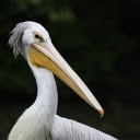 White Pelican  screen for extension Chrome web store in OffiDocs Chromium