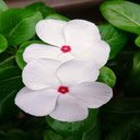 White Periwinkle flower wallpaper  screen for extension Chrome web store in OffiDocs Chromium
