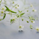 White Petaled Flower  screen for extension Chrome web store in OffiDocs Chromium