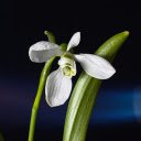 White petals  screen for extension Chrome web store in OffiDocs Chromium White petals  screen for extension Chrome web store in OffiDocs Chromium